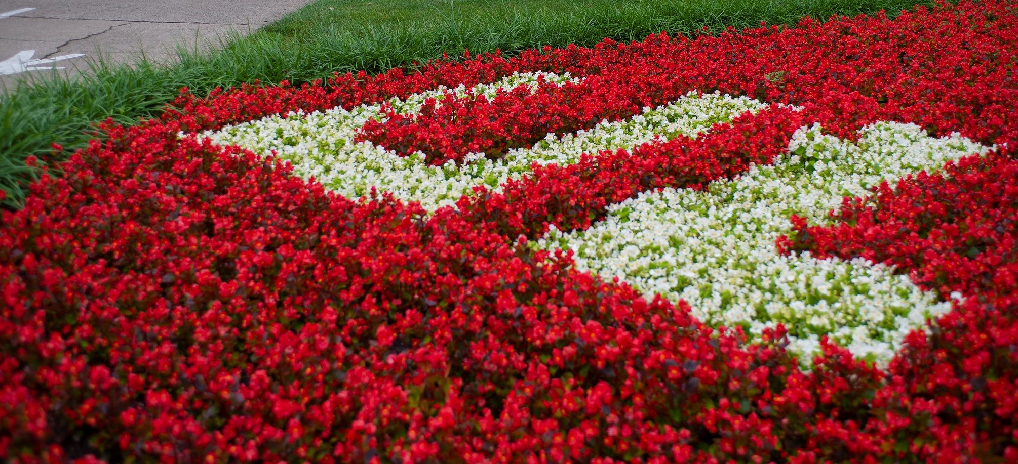 Uofl Flowers