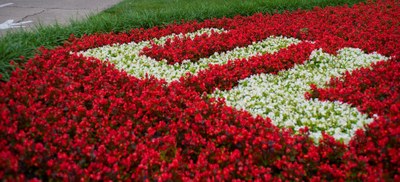 Uofl Flowers