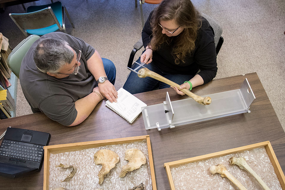 Photo of man and woman sitting examining bones for forensic archaeology