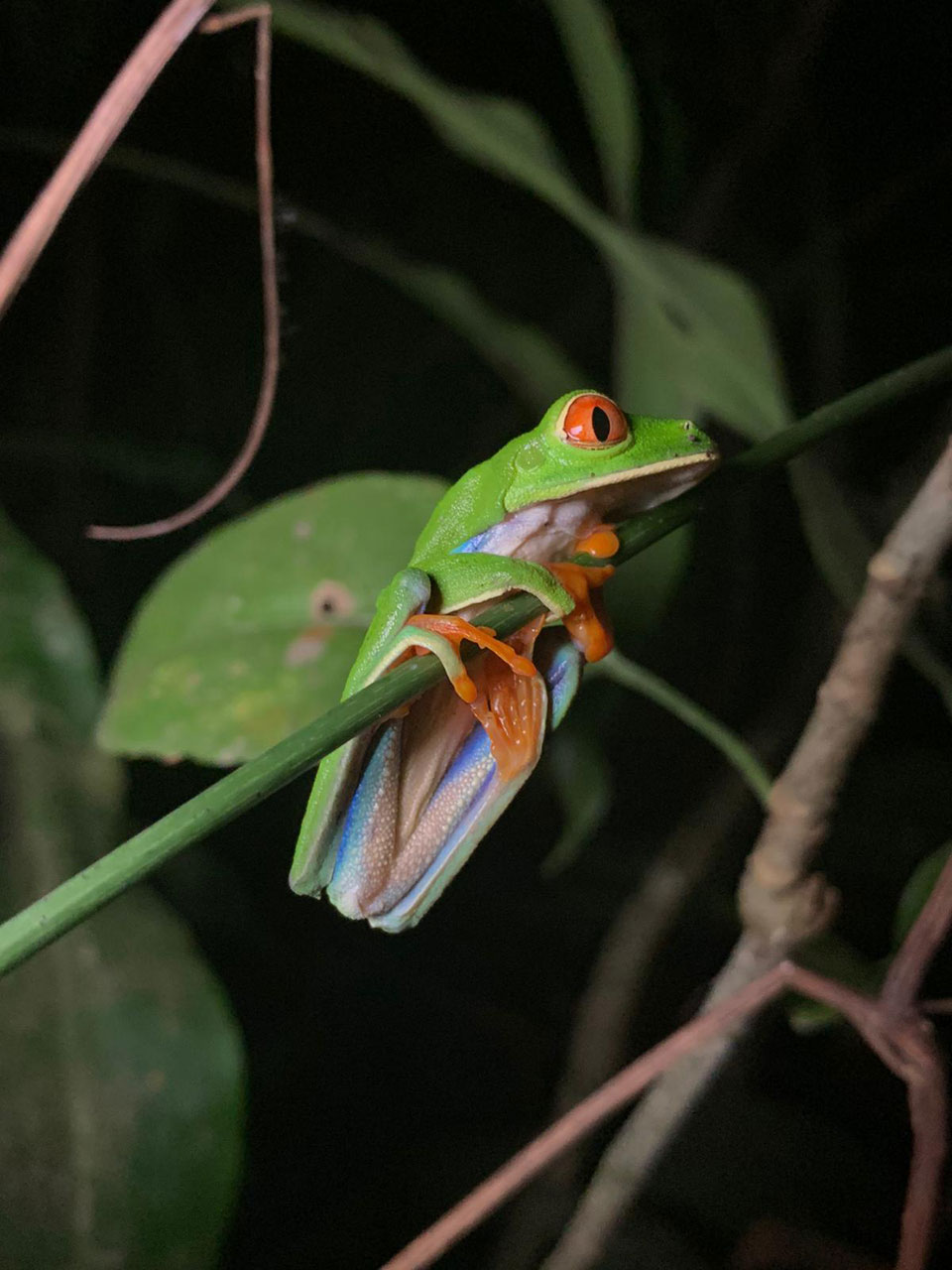 Cloud Forrest Night Life by Kiara Snadon. A red eyed tree frog in the cloud rainforest found during a night tour.