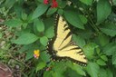 Back to nature: Spend holiday weekend counting, learning about butterflies