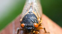 UofL scientists invent antimicrobial surfaces inspired by cicada wings