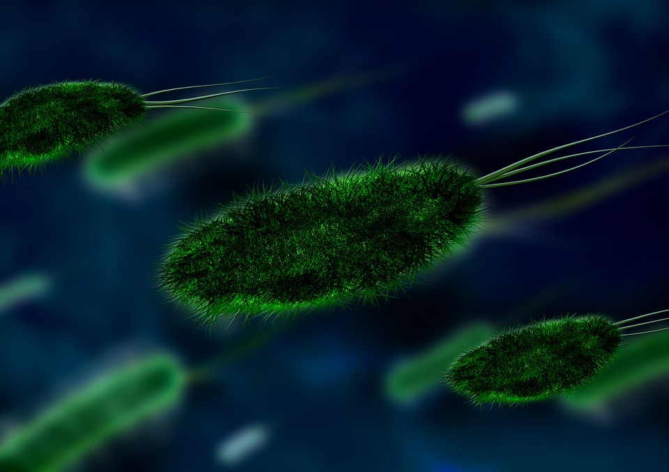 Antibiotic resistant bacteria in local water sources