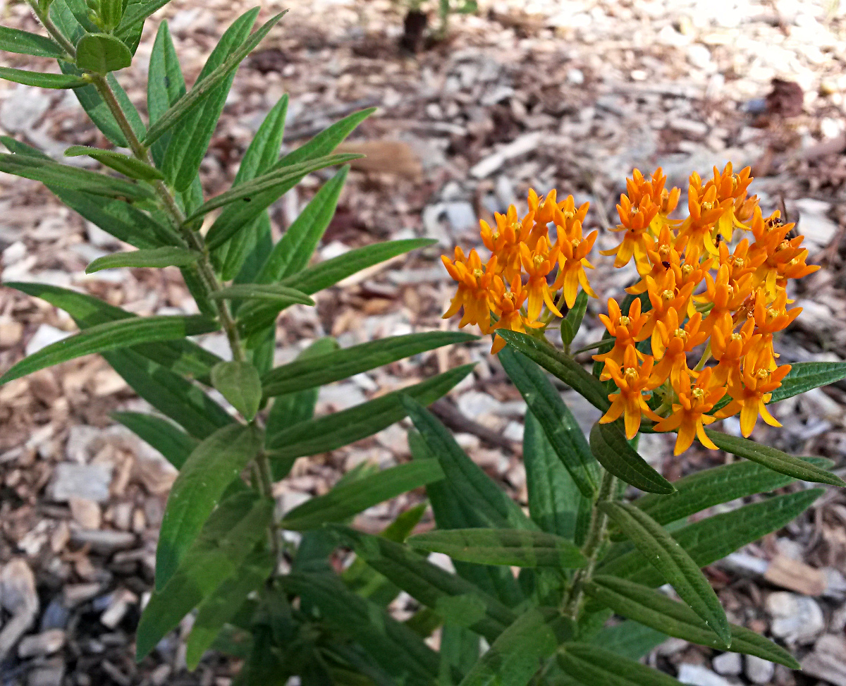 Butterfly Weed (Asclepias tuberosa), a mid-summer blooming milkweed.  Love thatorange color!