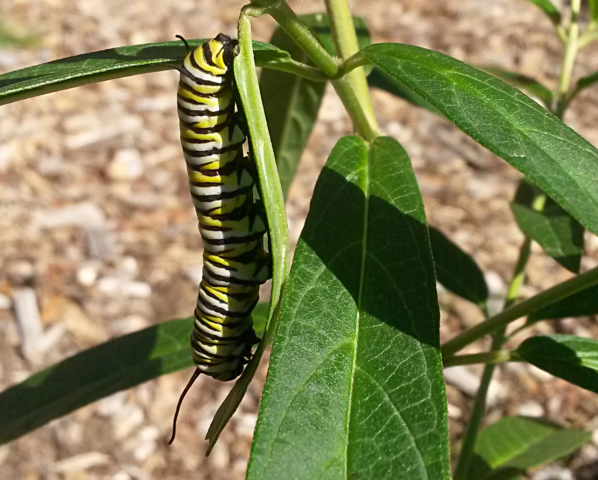 The Swamp Milkweed also supported our first Monarch butterfly caterpillar!  If youbuild it, they will come!
