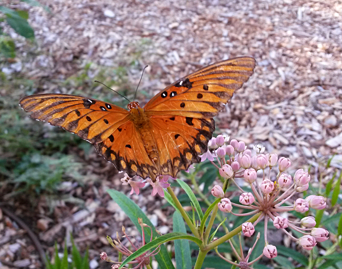 A Gulf fritillary butterfly (Agraulis vanillae) sips from the nectar provided by SwampMilkweed (Asclepias incarnata).