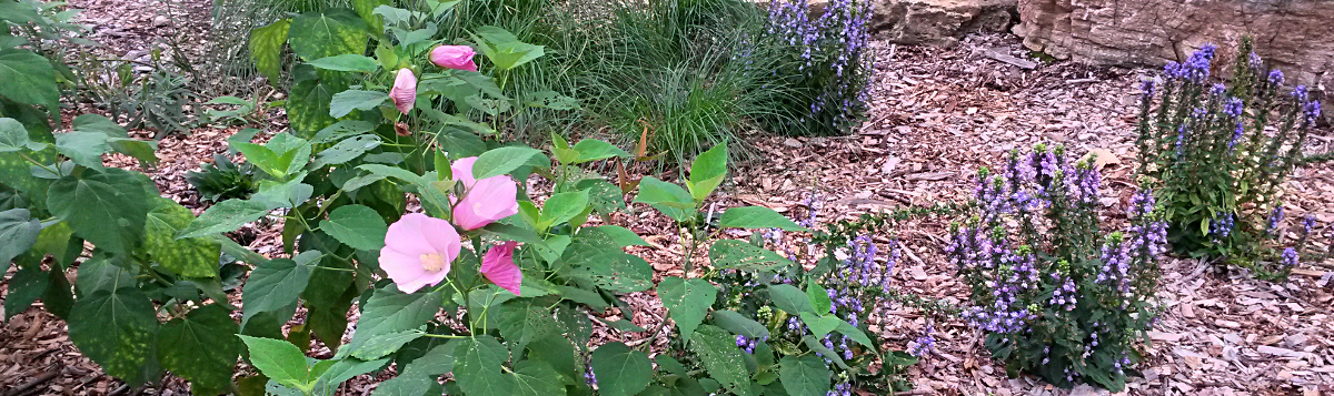 Pink and white Swamp or Rose Mallow (Hibiscus lasiocarpus) blooms alongside the GreatBlue Lobelia (Lobelia siphilitica) in a moist spot in the garden.