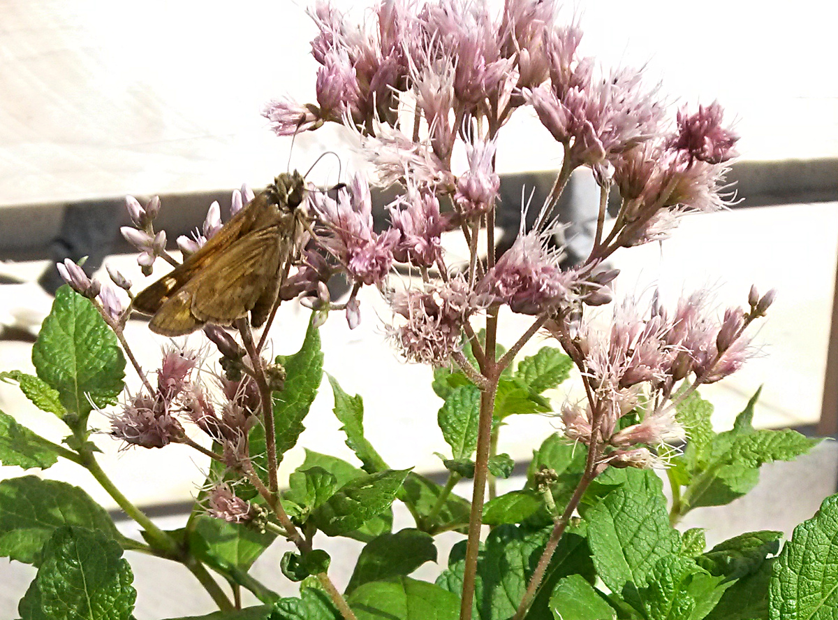 Joe-Pye Weed (Eutrochium purpureum) will grow much higher. A Skipper butterfly alightsfor some nectar.