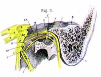 Cranial_nerves_1