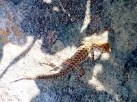 Sceloporus