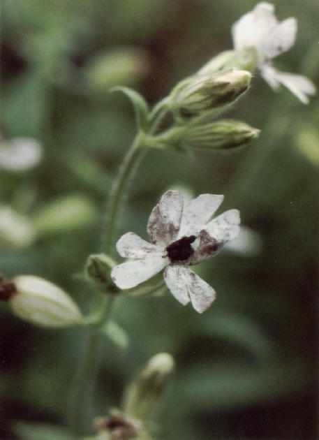 M. violaceum