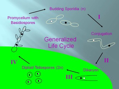 The Smut Lifecycle