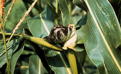 Infection of Maize by U. maydis