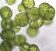 Moss biofuel image