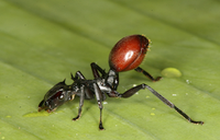Berry Ant 1