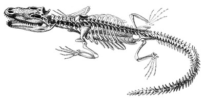 Alligator Skeleton (Brehm)