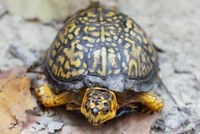 Photo of a box turtle