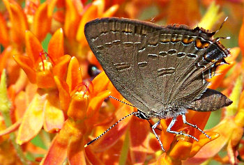 hairstreak_butterfly