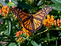 Monarch