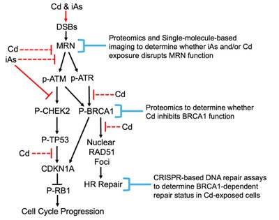 Figure 1. Summary of ongoing projects.