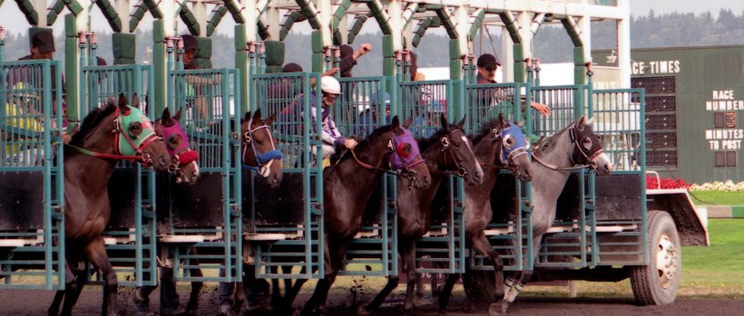 horses released at a racetrack gate