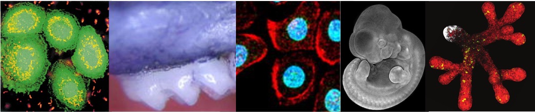 Images of elements about Human Biology Oral Immunology & Infectious Diseases University of Louisville School of Dentistry