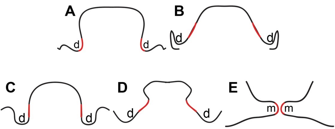 Ding palate orientation figure