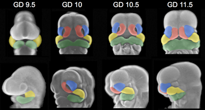 mouse embryo facial stages