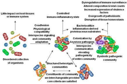 Lamont polymicrobial synergy