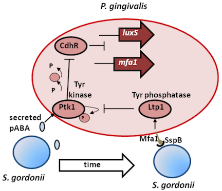 Pg Sg dysbiosis molecules 2019-04-24