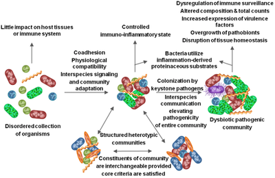 Polymicrobial dysbiosis 2019-04-24 3inch