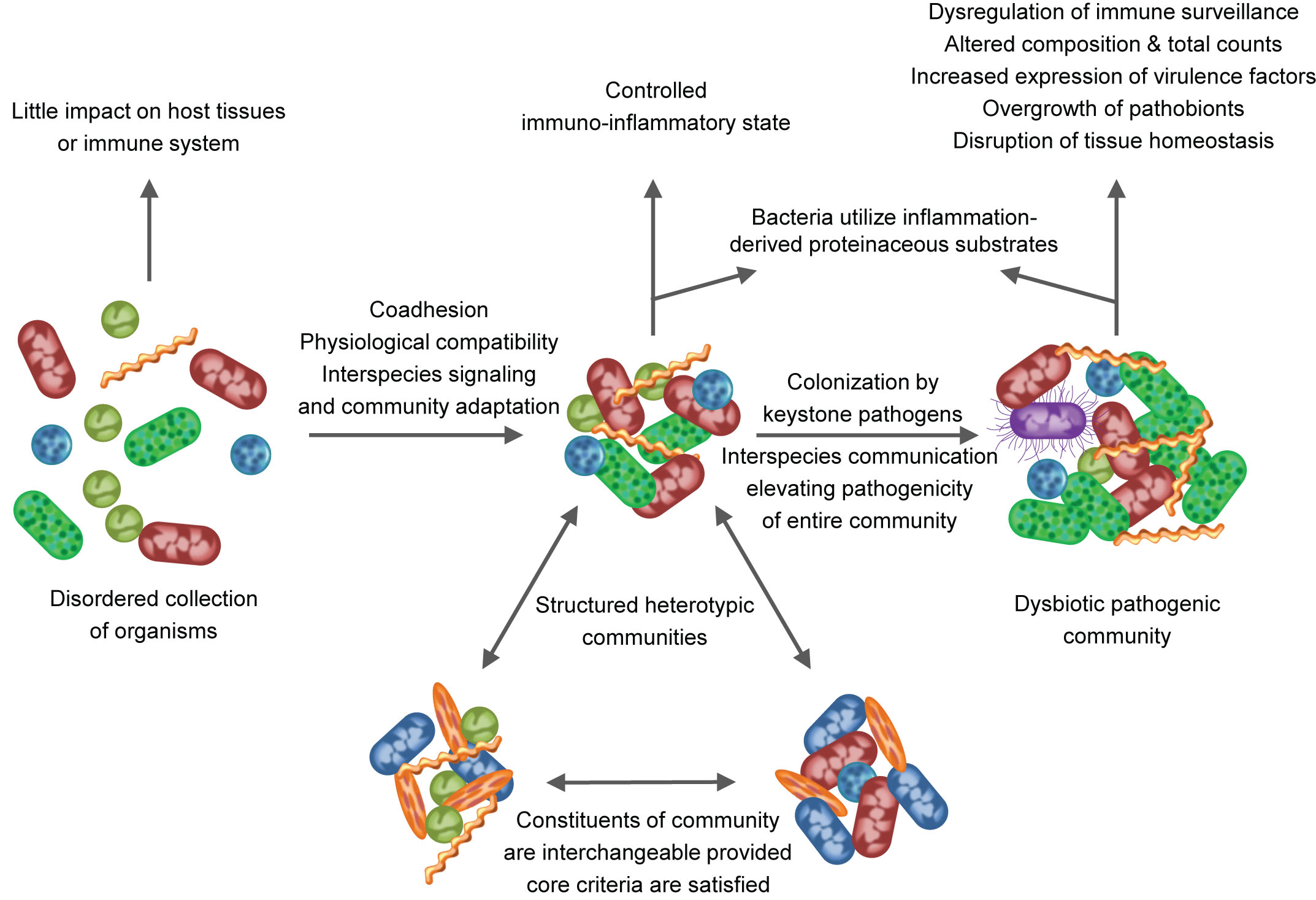 Polymicrobial synergy model 2