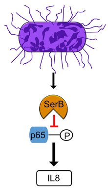 SerB graphic