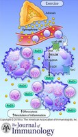 Journal of Immunology cover