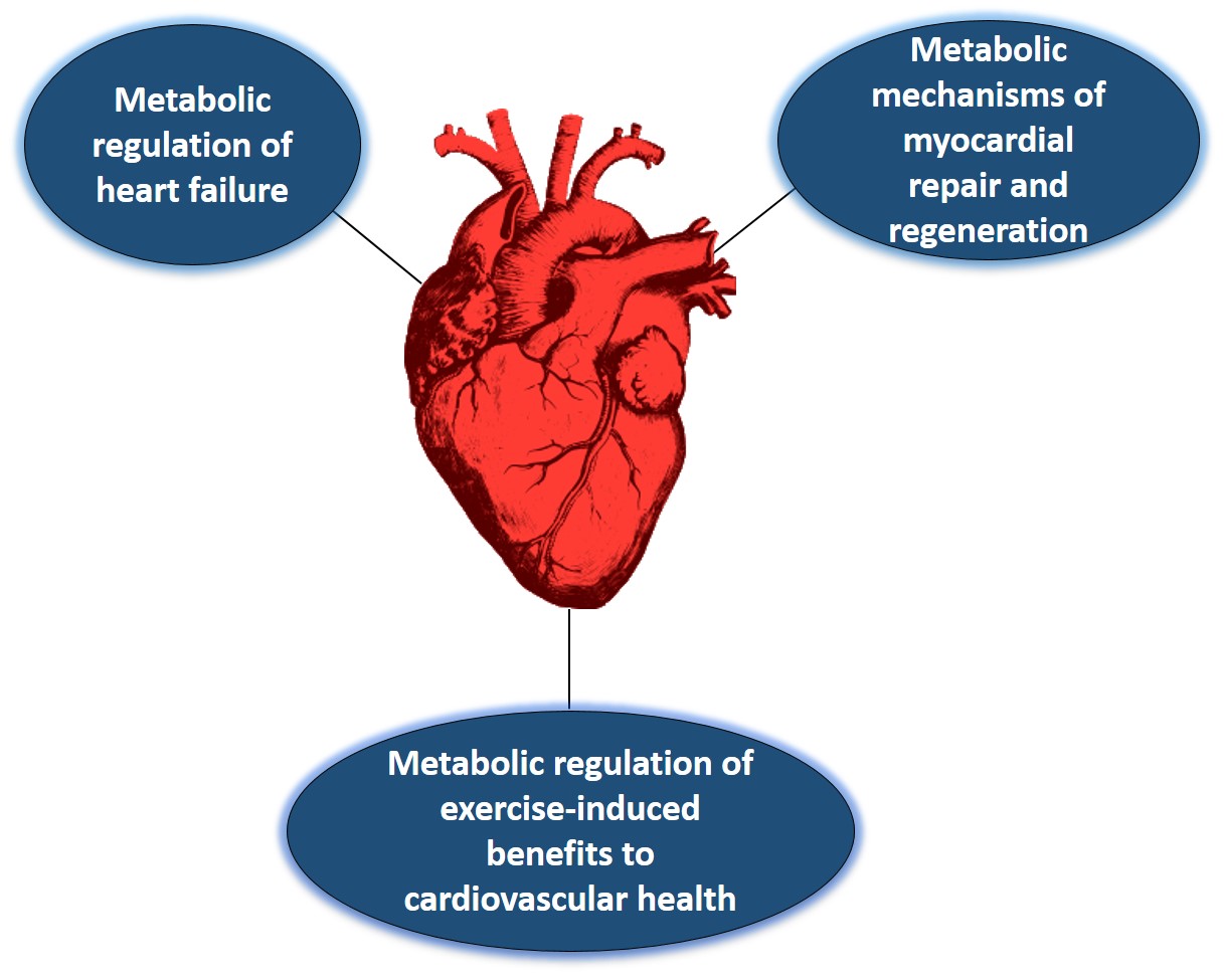 Bradford Hill Lab Laboratory Of Cardiac Metabolism Remodeling And Repair The Diabetes And Obesity Center