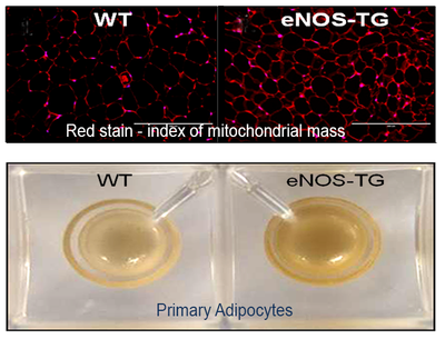 adipocytes