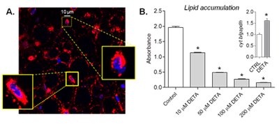 preadipocytes