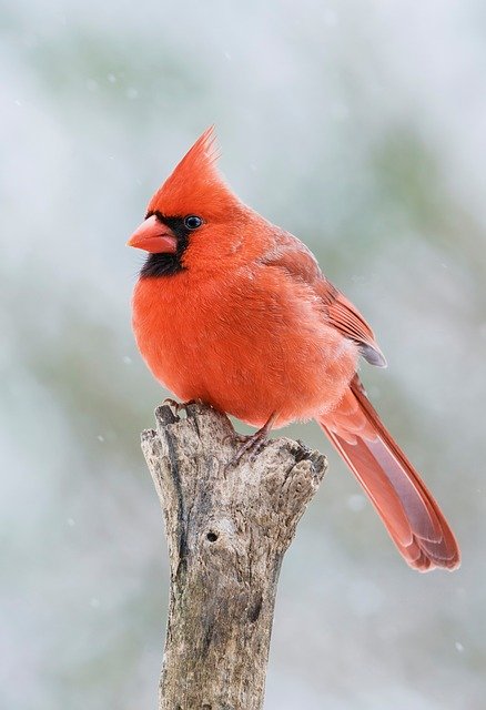 Cardinal 1