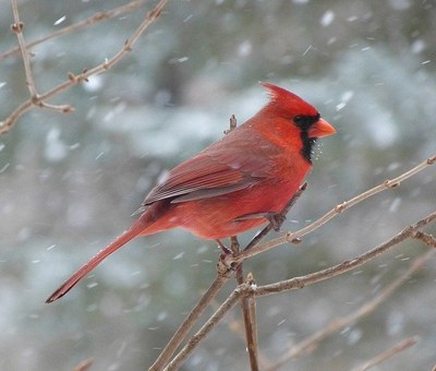 Cardinal 2