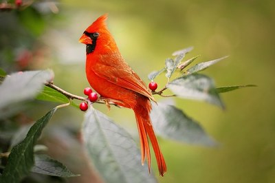 image of cardinal bird