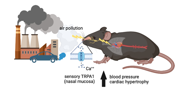 Conklin lab rat graphic