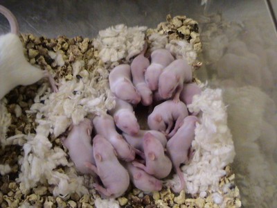 Mouse litter of 14