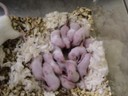 Mouse litter of 14 pups