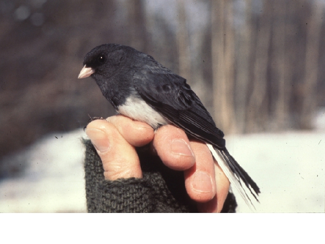 Dark-eyed Junco