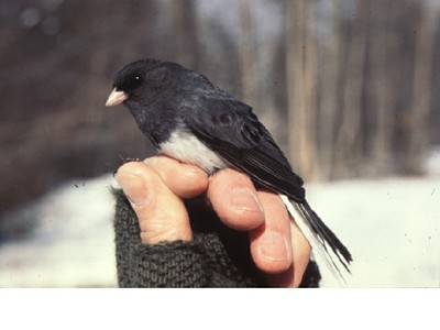 Dark-eyed Junco