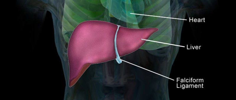 Diagram of a human liver