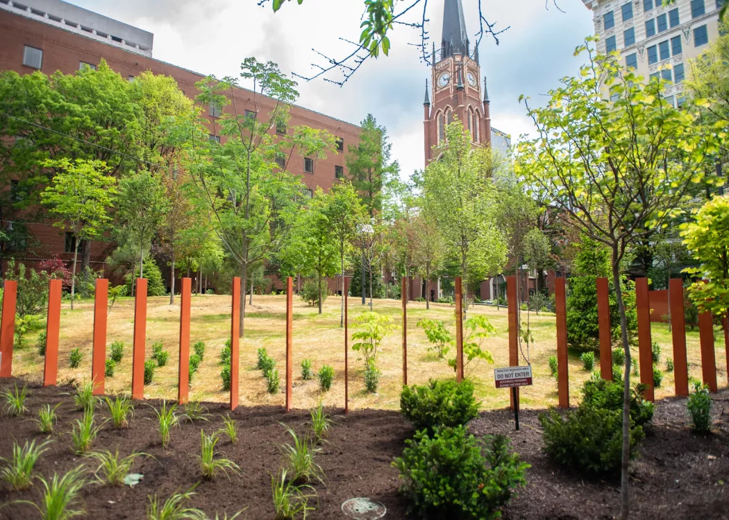 Trees and shrubs in an urban setting.