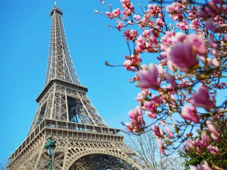 Eiffel Tower with pink flowers in the foreground against a blue sky.
