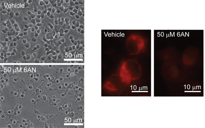 6AN drug treatment effects on OP cells