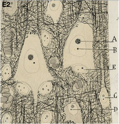 Pencil sketch of neurons